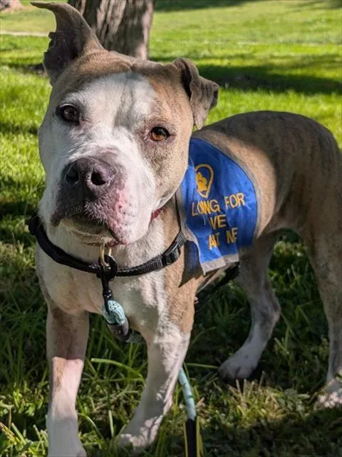 An adult medium-sized female Pit Bull Terrier dog named Princess for adoption in Albuquerque, NM