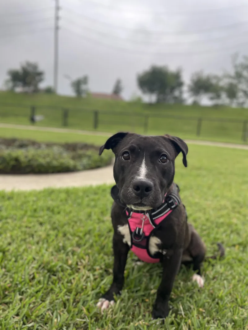 A young medium-sized female Black Labrador Retriever dog named Alice for adoption in Commerce City, CO