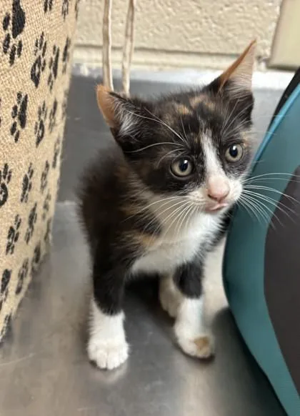 A baby small-sized female Calico Domestic Short Hair cat named Canela for adoption in Harlingen, TX