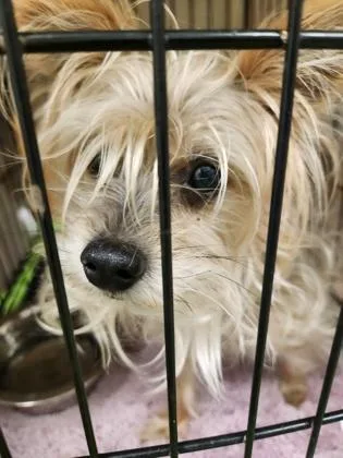 A young small-sized female Yorkshire Terrier dog named Brianna for adoption in Palm Coast, FL