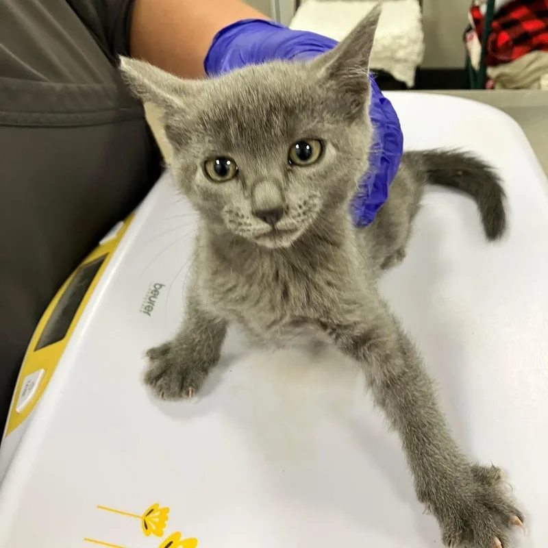 A baby small-sized female Domestic Short Hair cat named 112501 for adoption in Las Cruces, NM