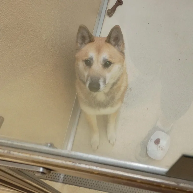 Gus