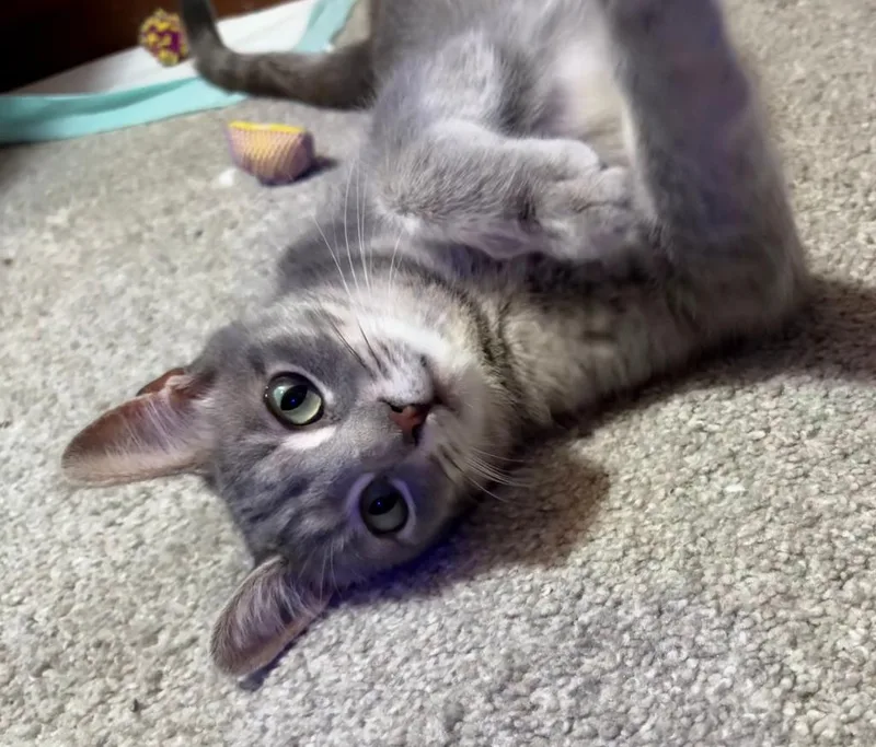A baby medium-sized female Domestic Short Hair cat named Annie for adoption in Rockford, IL