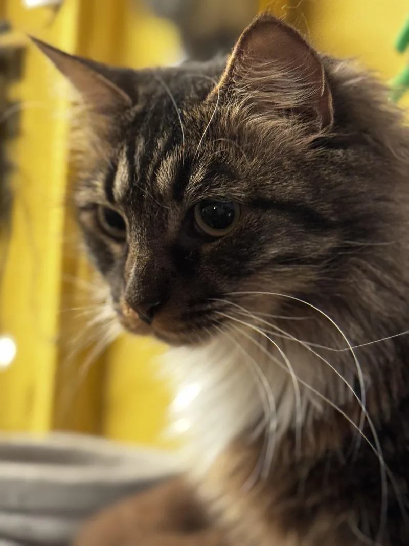 Tortellini thumbnail 2