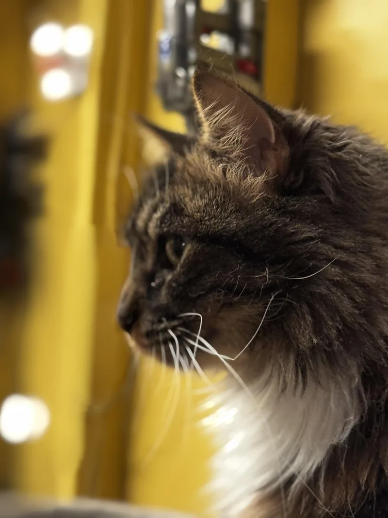 Tortellini thumbnail 3