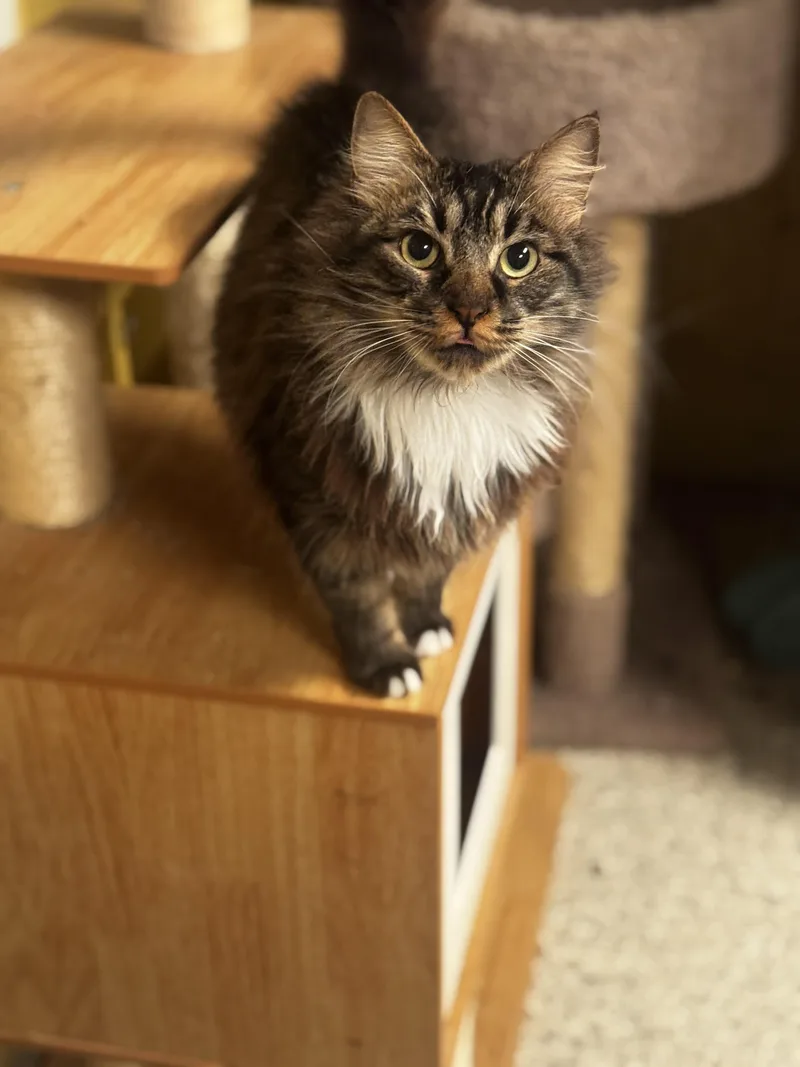 Tortellini thumbnail 4