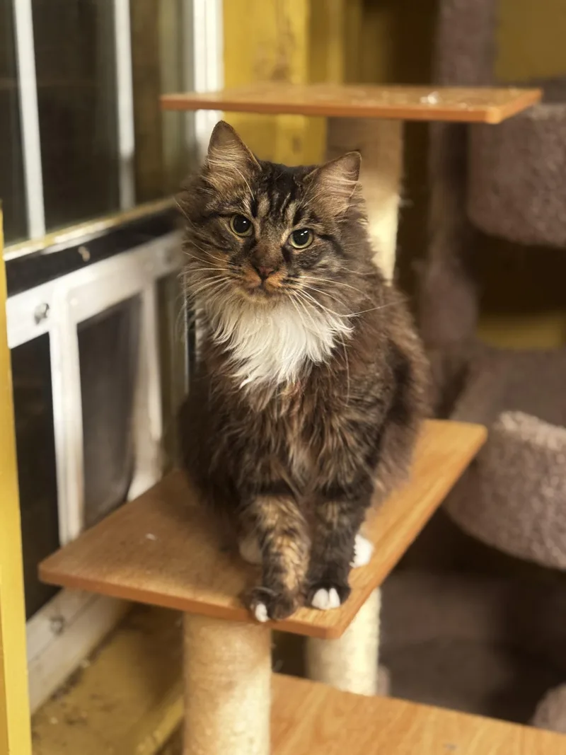 Tortellini thumbnail 5