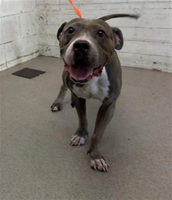 An adult large-sized female Pit Bull Terrier dog named Reyna for adoption in San Bernardino, CA
