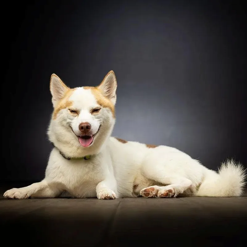 An adult small-sized male White / Cream Mixed Breed dog named Fluffernutter for adoption in Jupiter, FL