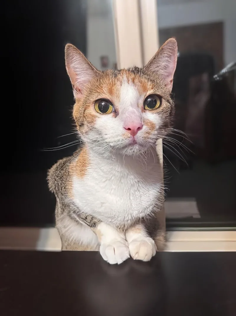 A young medium-sized female Calico cat named Callie for adoption in Maryville, TN
