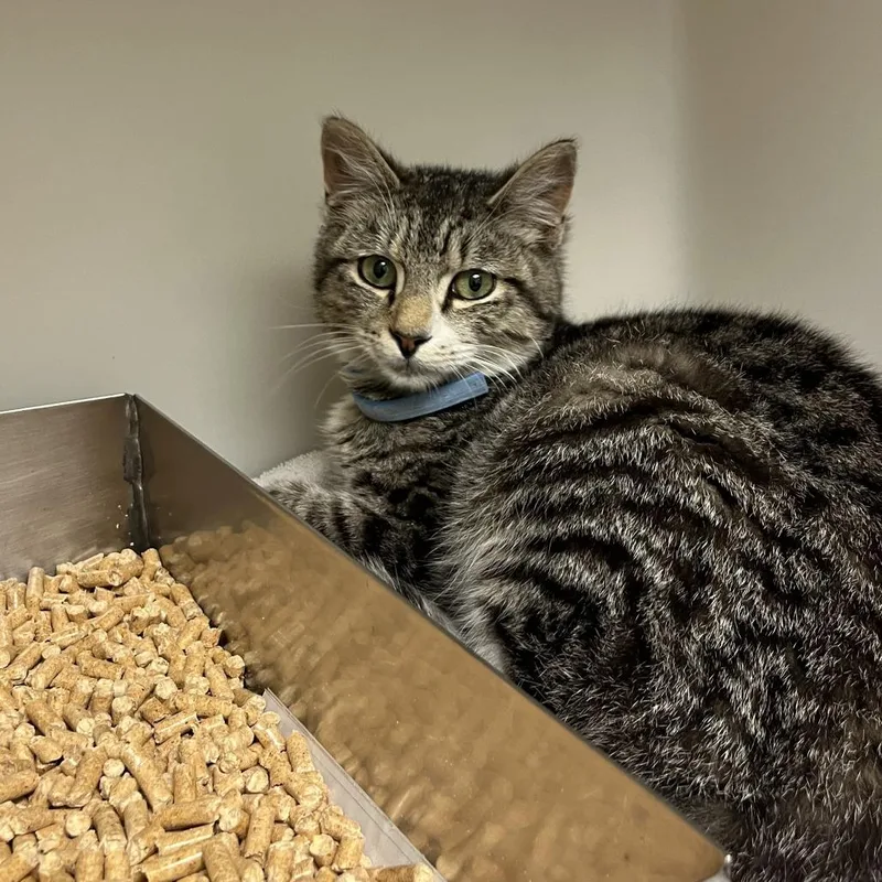 A young small-sized male Brown / Chocolate Domestic Short Hair cat named 71112 for adoption in Harrisonburg, VA
