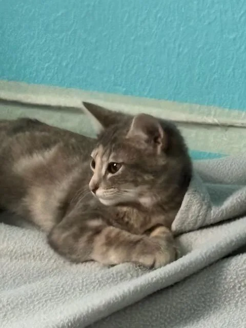 A baby medium-sized female Torbie Domestic Short Hair cat named Willow for adoption in Rochester, WA
