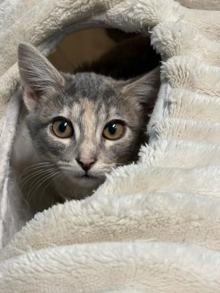 Willow thumbnail 2