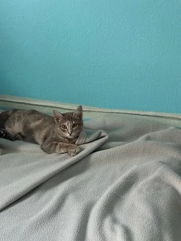 Willow thumbnail 3