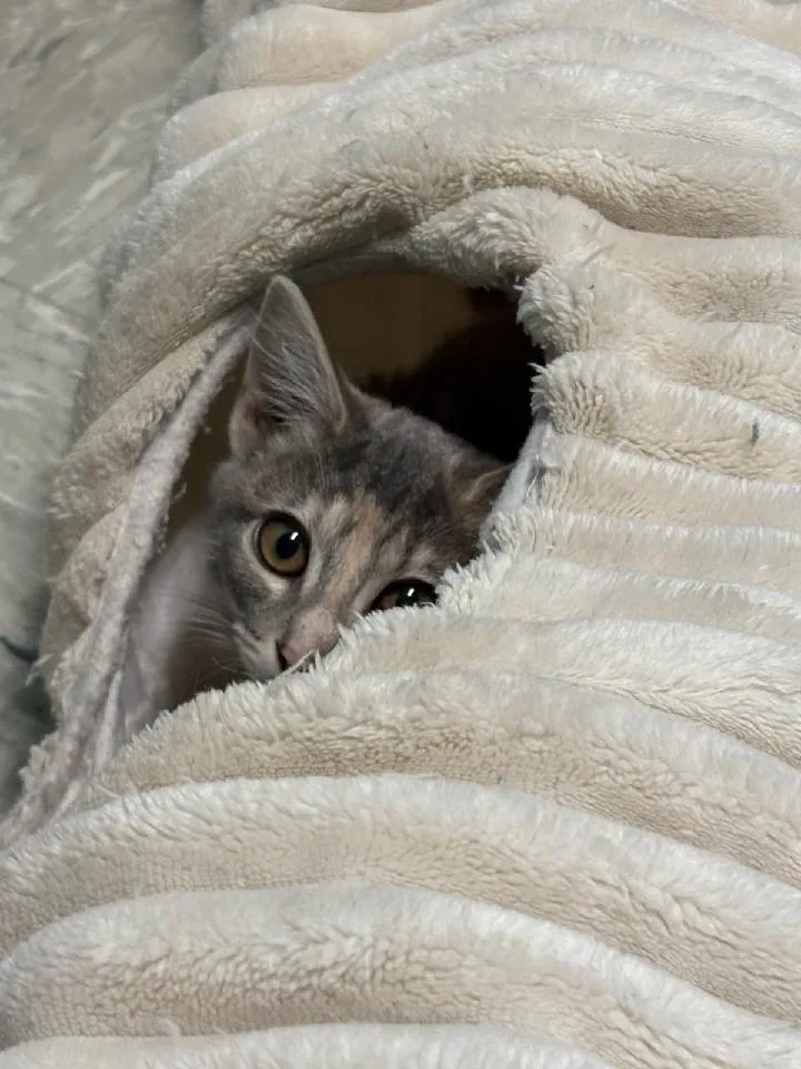 Willow thumbnail 5