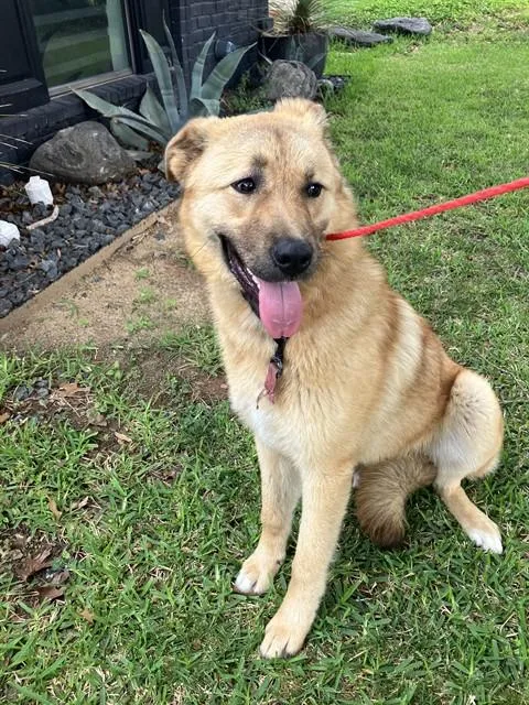 A young large-sized female Mixed Breed dog named Elaine for adoption in Dallas, TX