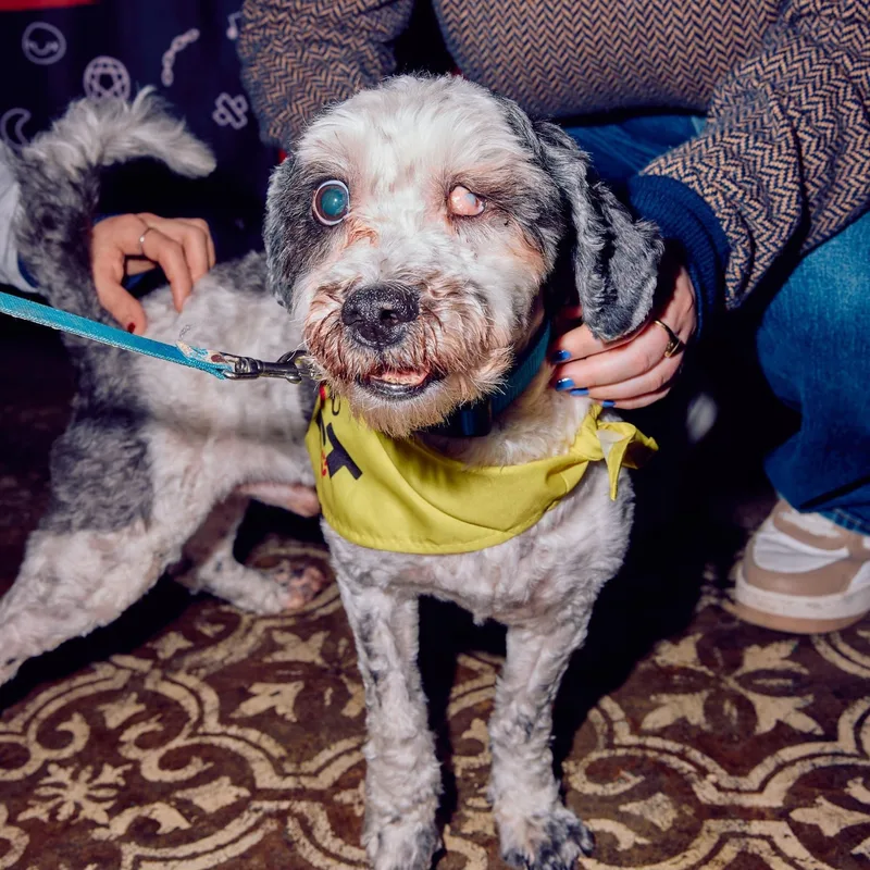 An adult medium-sized male Shih poo dog named Tuckin for adoption in New York, NY