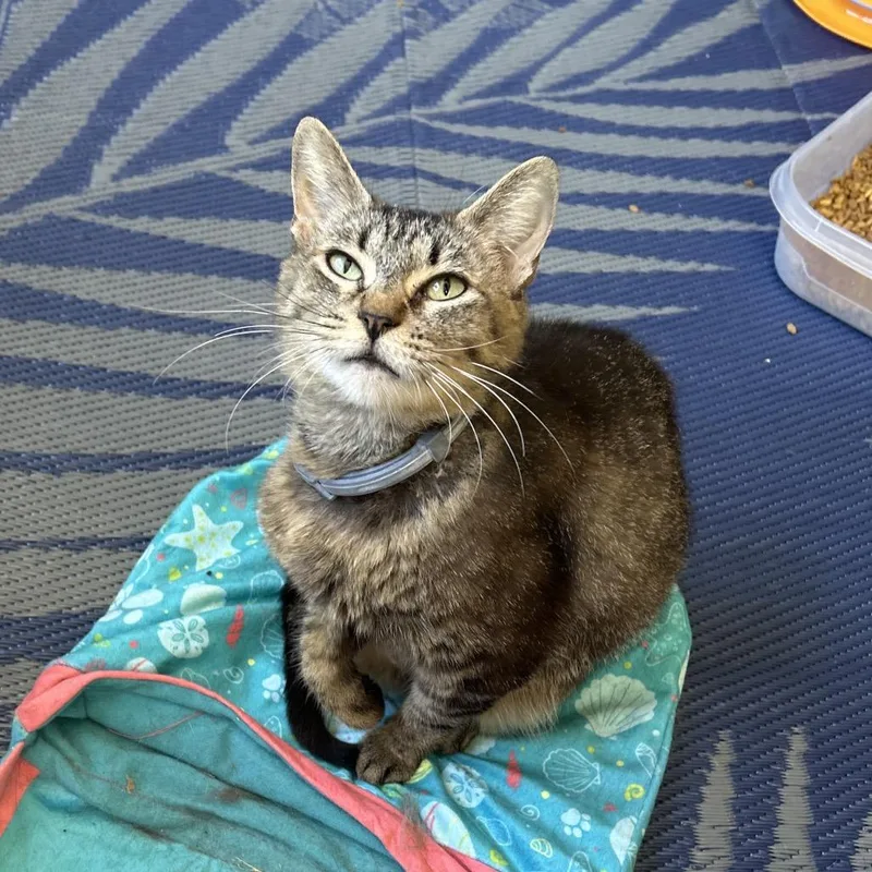 A young small-sized female Brown / Chocolate Domestic Short Hair cat named Stevie for adoption in Morgan Hill, CA