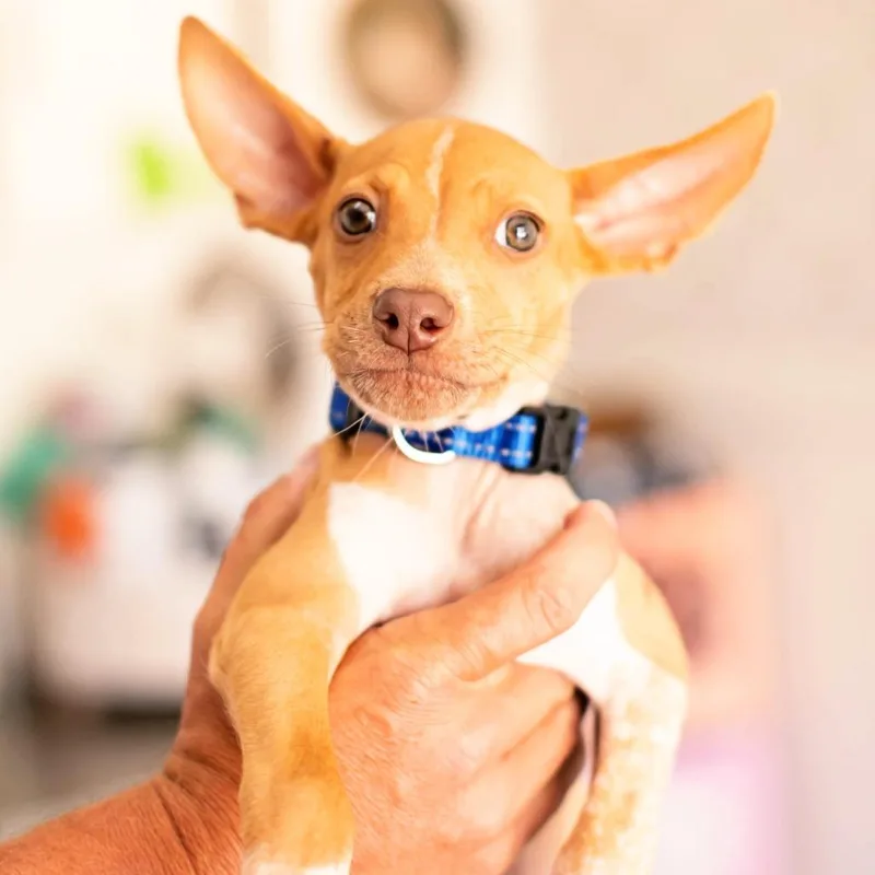 A baby small-sized male Yellow / Tan / Blond / Fawn Miniature Pinscher dog named Caramel Costa Mesa for adoption in Chino Hills, CA