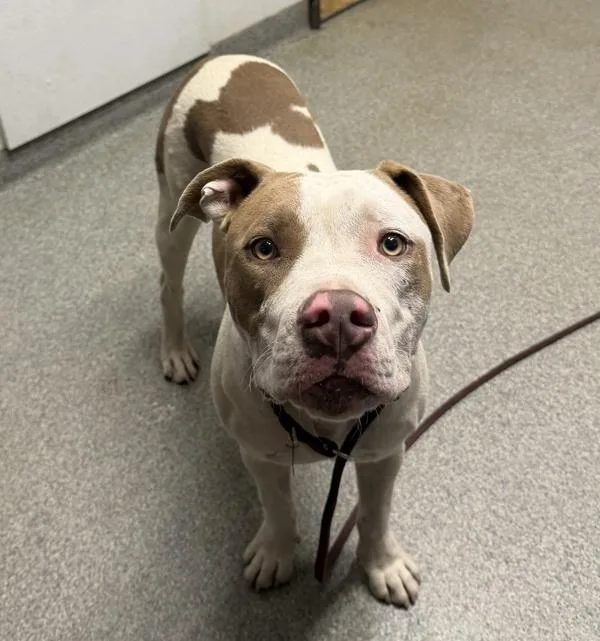 A young large-sized male Pit Bull Terrier dog named Mothman for adoption in Escondido, CA