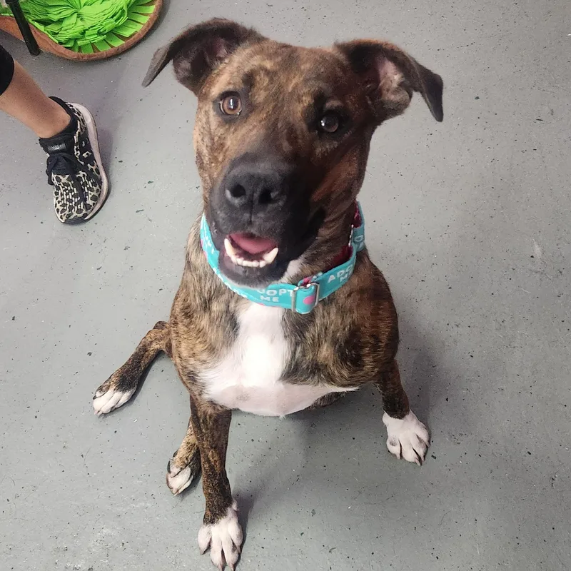 Brookie Cl thumbnail 3