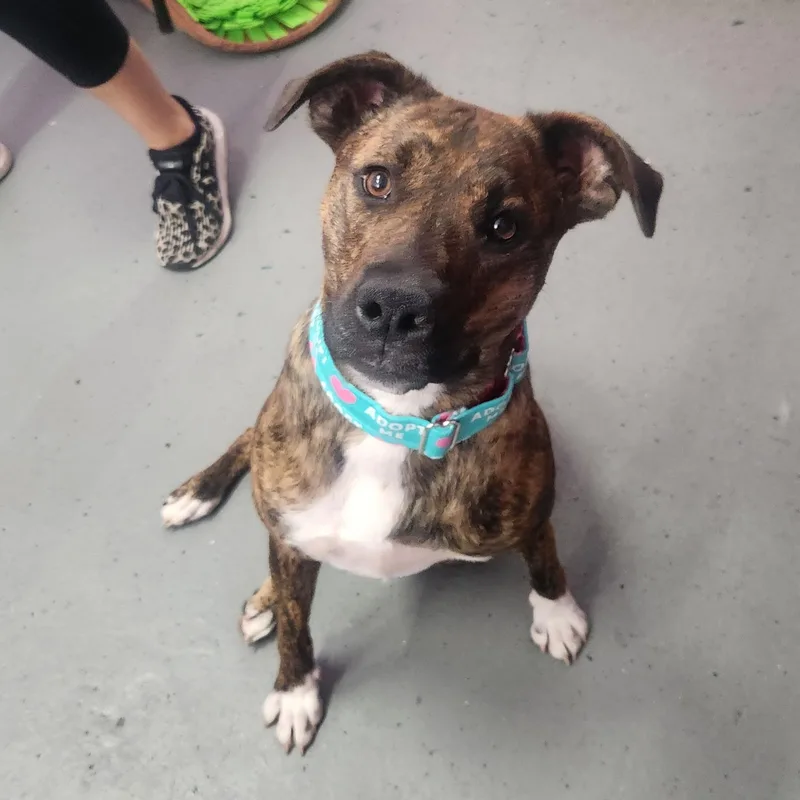 Brookie Cl thumbnail 4