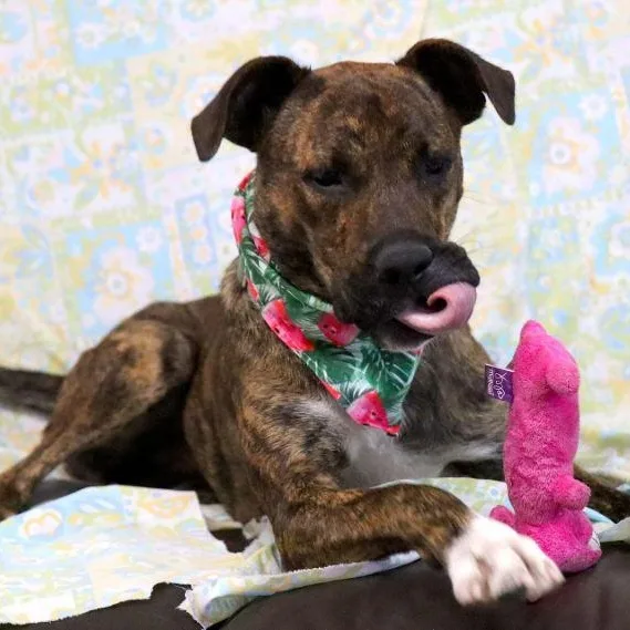 Brookie Cl thumbnail 5