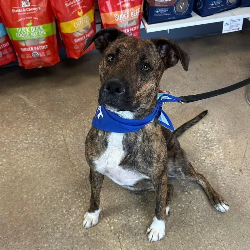 Brookie Cl thumbnail 6