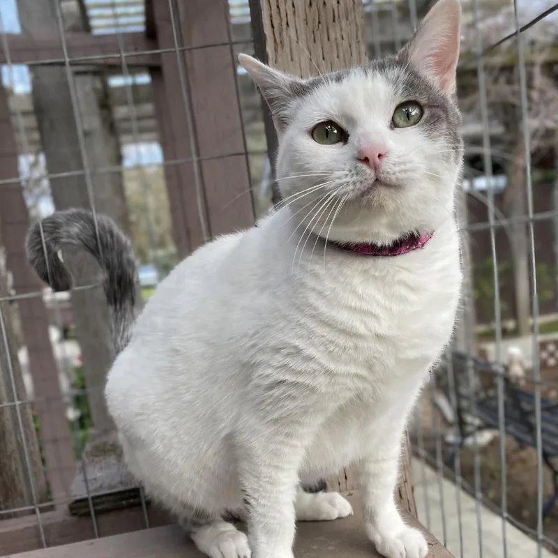 An adult medium-sized female White Domestic Short Hair cat named Miss Piggy for adoption in Morgan Hill, CA