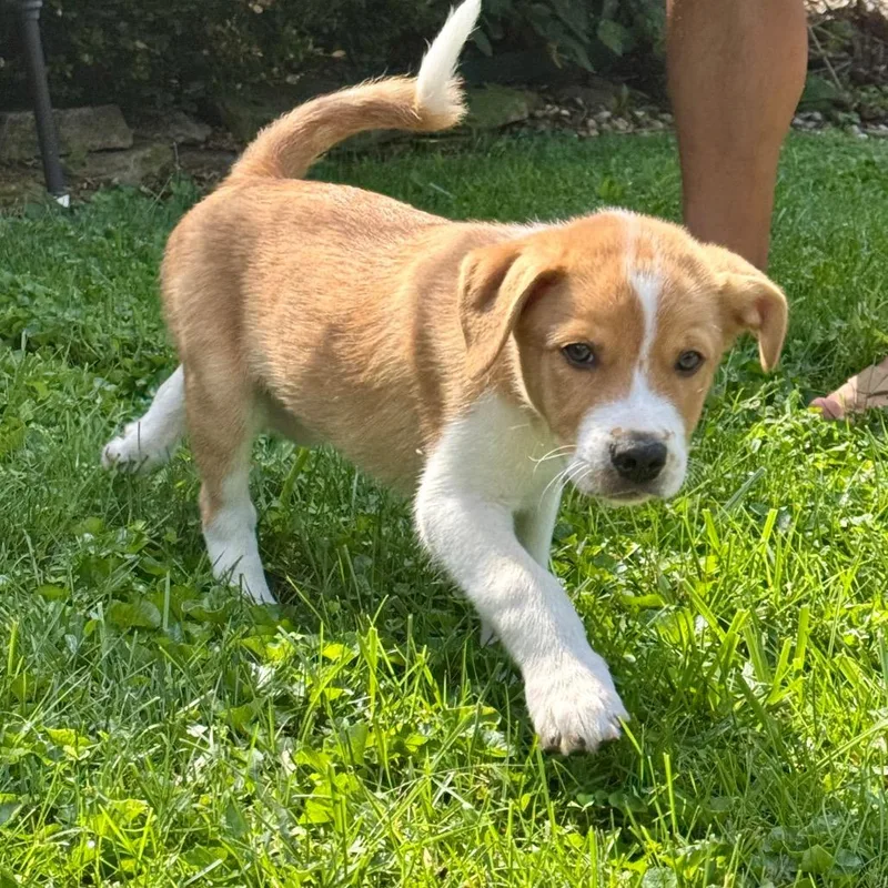 A baby medium-sized male White / Cream Mixed Breed dog named Ray for adoption in La Grange, KY