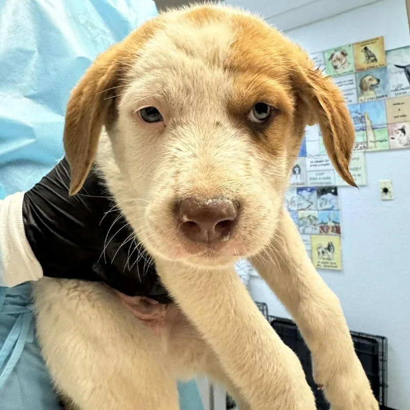 A baby medium-sized male White / Cream Mixed Breed dog named Tron for adoption in Taos, NM