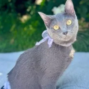 An adult medium-sized female Gray / Blue / Silver Domestic Short Hair cat named Lottie for adoption in Sheridan, WY