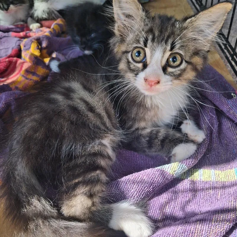 A baby small-sized male Black Domestic Short Hair cat named Whirlwind for adoption in Lufkin, TX