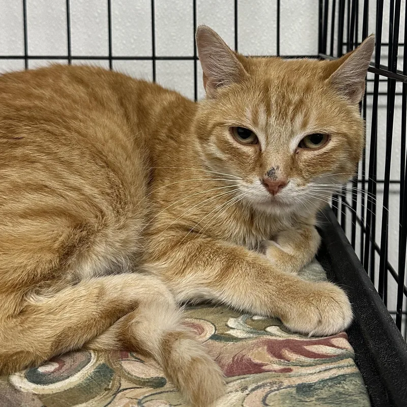 A young medium-sized male Tabby (Orange / Red) Domestic Short Hair cat named Phillip for adoption in Youngstown, OH