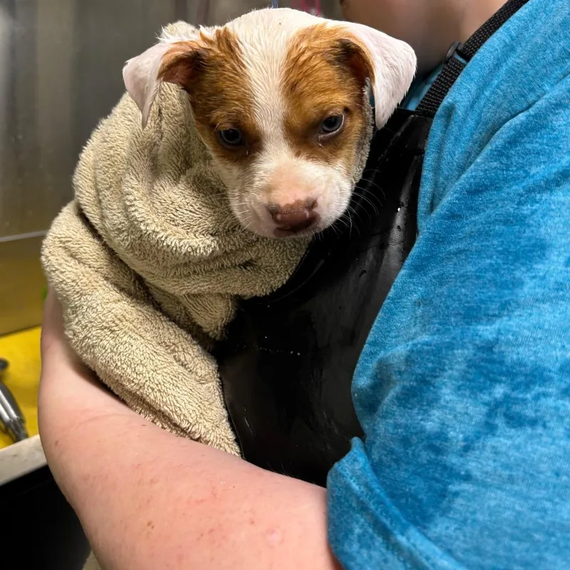 A baby medium-sized male White / Cream Terrier dog named Mathis for adoption in Galax, VA