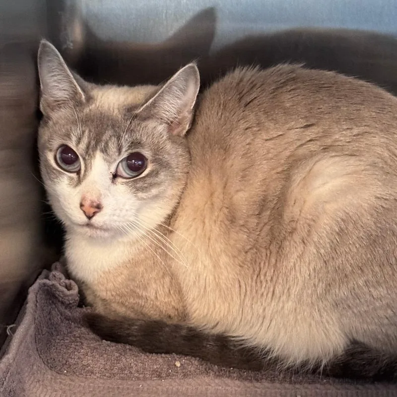An adult medium-sized female Lilac Point Domestic Short Hair cat named Francine for adoption in Talent, OR