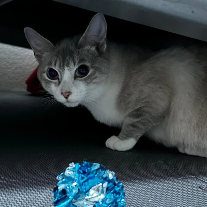 Francine thumbnail 3