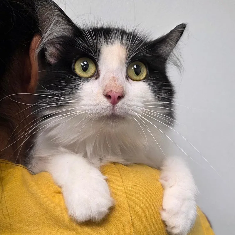 An adult medium-sized female Black Domestic Long Hair cat named Paisley for adoption in Abilene, TX