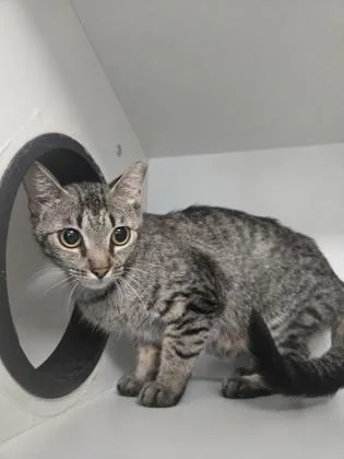 An adult medium-sized female Domestic Short Hair cat named Lola for adoption in Savannah, GA