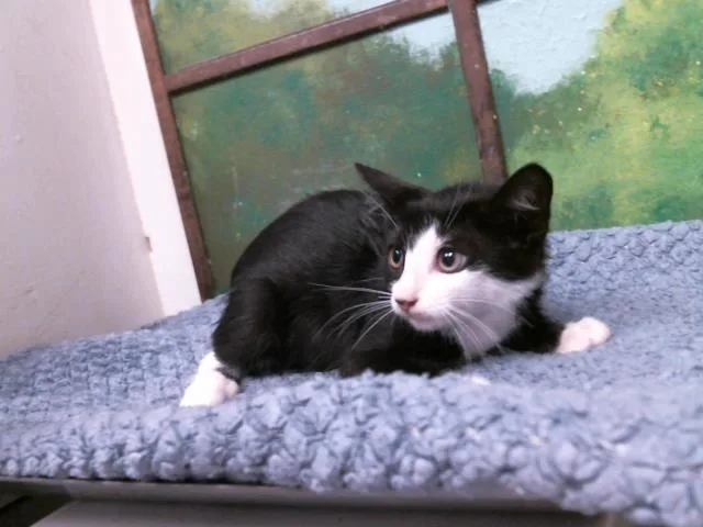 A baby small-sized female Domestic Short Hair cat named Penny for adoption in Houston, TX