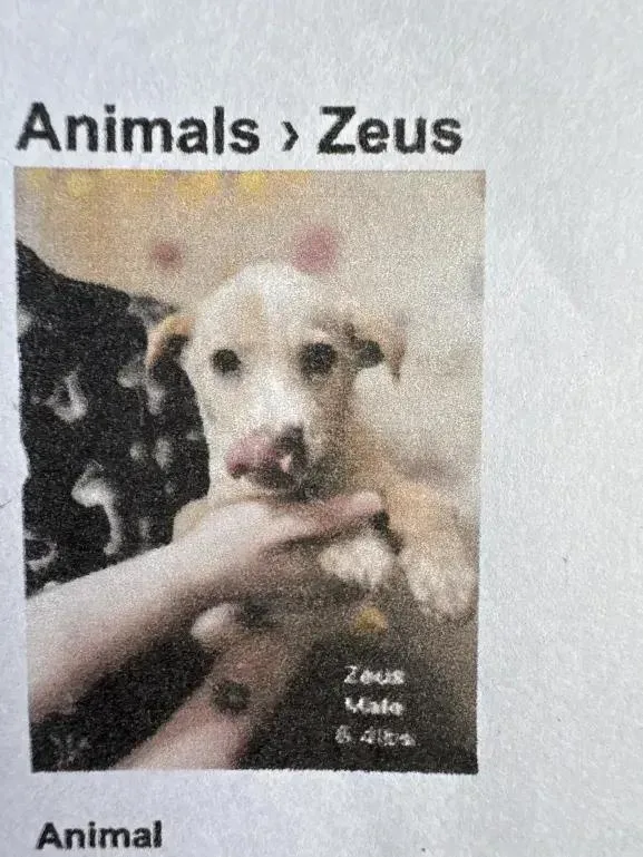 A baby small-sized male Mixed Breed dog named Zeus for adoption in Grand Rapids, MI