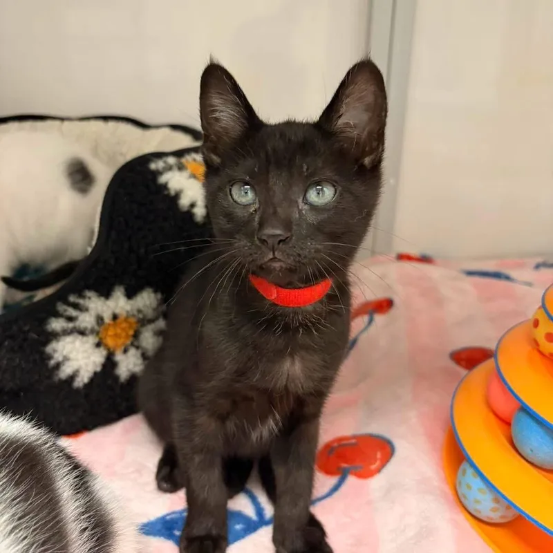A baby medium-sized female Black Domestic Short Hair cat named Ziti for adoption in White Oak, PA