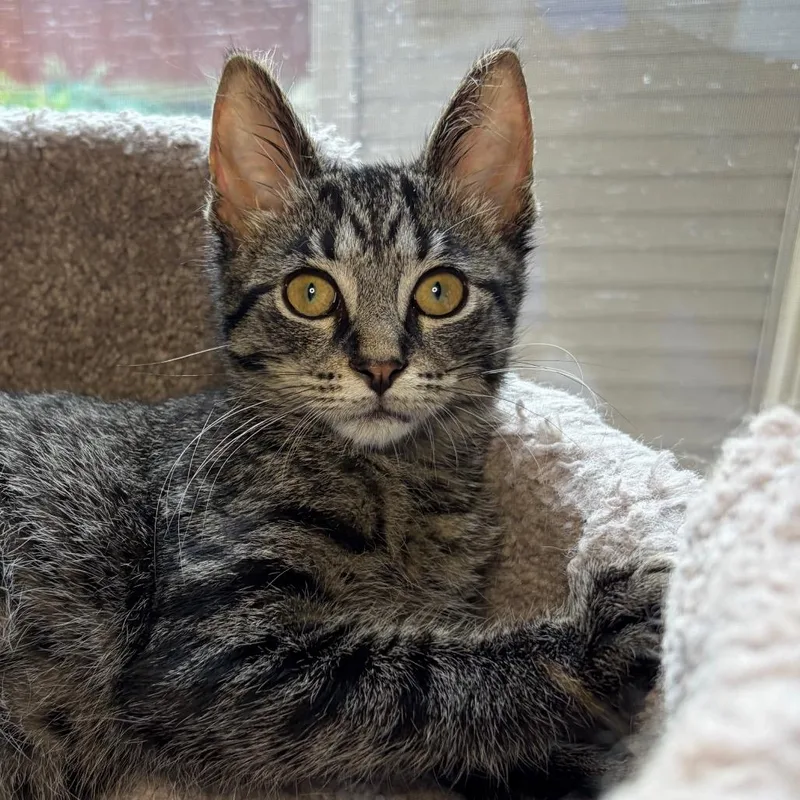 A baby small-sized male Brown / Chocolate Domestic Short Hair cat named Finch BurrPurr for adoption in Eaton Rapids, MI