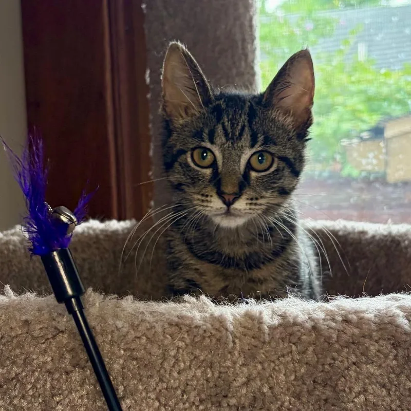 Finch BurrPurr thumbnail 2