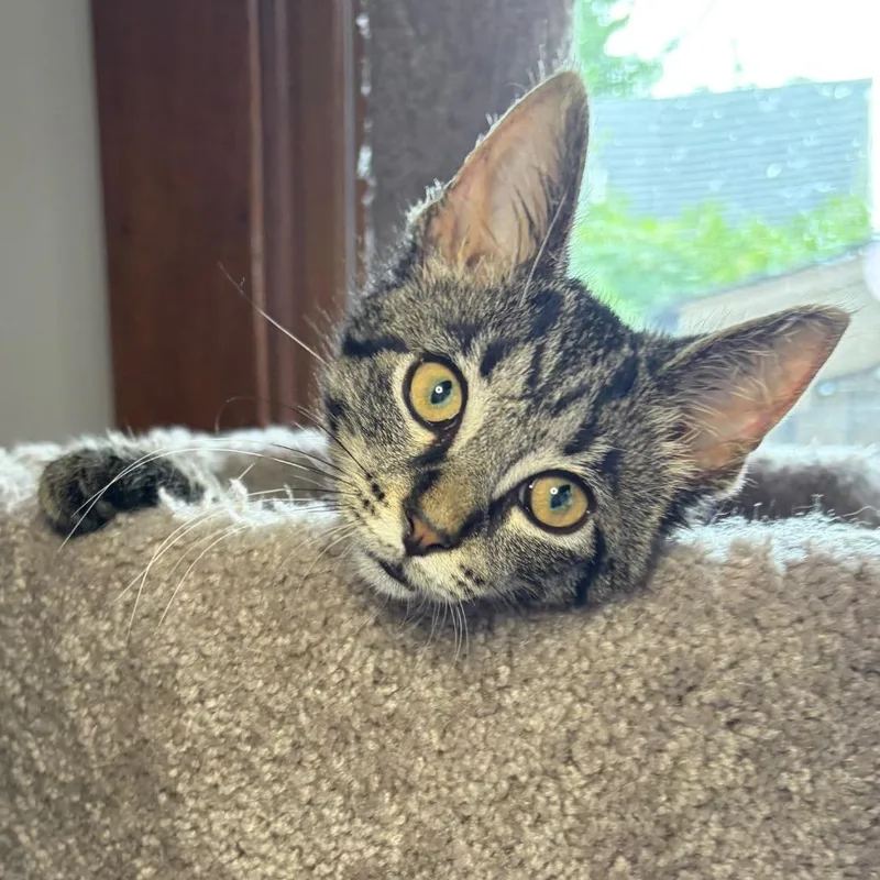 Finch BurrPurr thumbnail 3