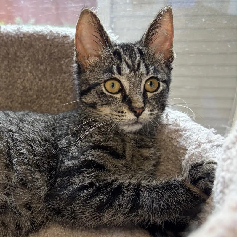 Finch BurrPurr thumbnail 4