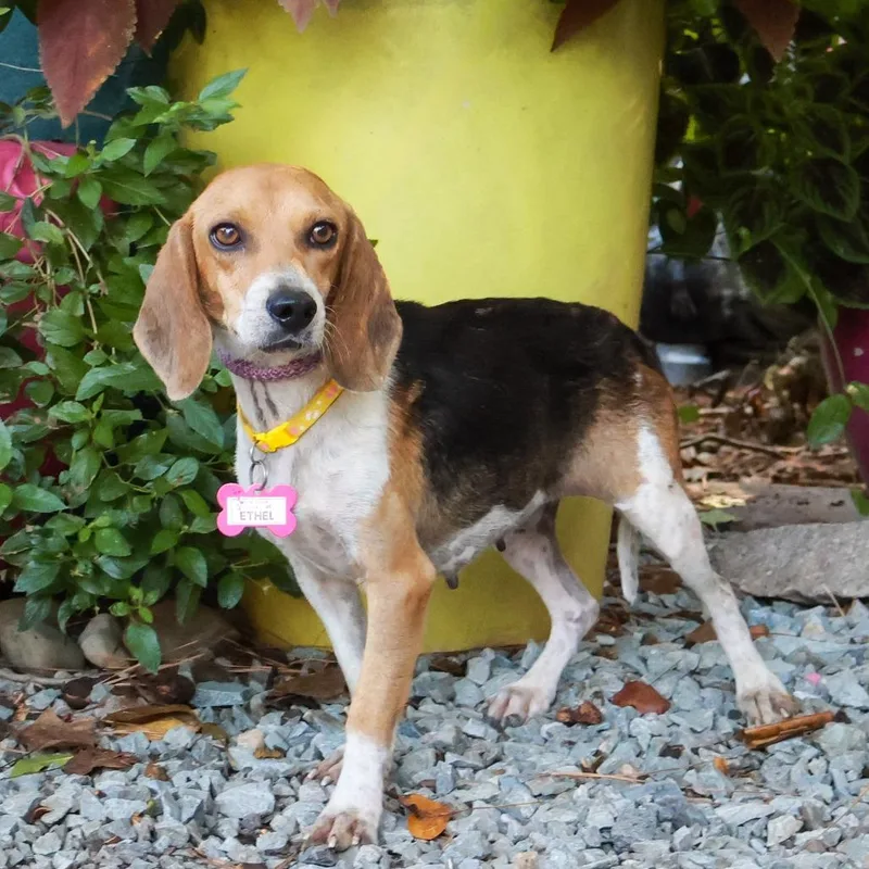 An adult small-sized female Brown / Chocolate Beagle dog named Ethel for adoption in Wake Forest, NC