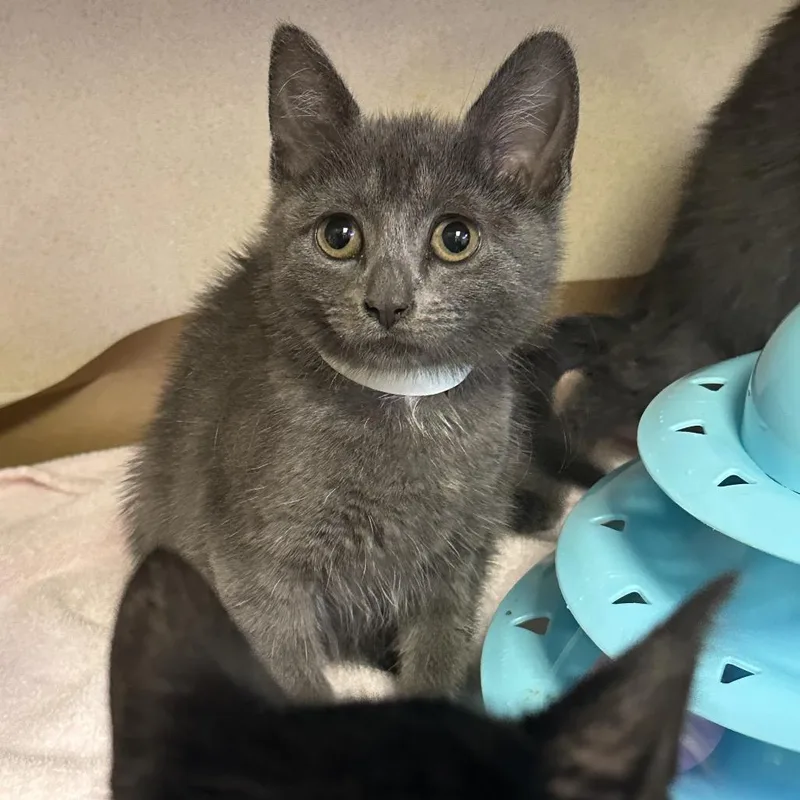 A baby small-sized female Gray / Blue / Silver Domestic Short Hair cat named Lucasina for adoption in Westhampton, NY