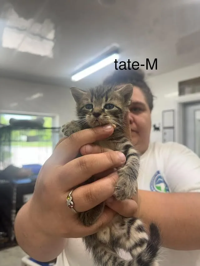A baby large-sized male Domestic Short Hair cat named Tate for adoption in Glenfield, NY