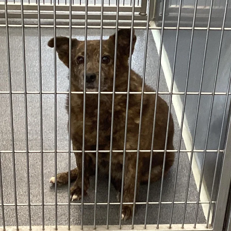 A senior medium-sized female Brindle Terrier dog named Rina for adoption in Montgomery, AL